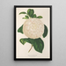 Reproduktion des Gemäldes Camellia Giuseppe Biasi - Charles Antoine Lemaire