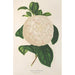 Reproduktion des Gemäldes Camellia Giuseppe Biasi - Charles Antoine Lemaire