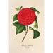 Reproduktion des Gemäldes Camellia Il Giogello - Charles Antoine Lemaire