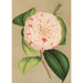 Camellia Luisa Bartoloni - Charles Antoine Lemaire — Ansicht des Kunstwerks