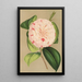 Camellia Luisa Bartoloni - Charles Antoine Lemaire — gerahmtes Bild an der Wand
