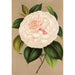 Reproduktion des Gemäldes Camellia Madame Cachet - Charles Antoine Lemaire