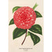 Camellia Madame Rudolph Abel - Charles Antoine Lemaire — Ansicht des Kunstwerks