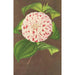 Camellia Madame Verschaffelt - Charles Antoine Lemaire — Ansicht des Kunstwerks