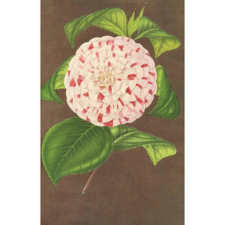 Charles Antoine Lemaire - Camellia Madame Verschaffelt.webp