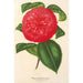 Camellia Marianna Talenti - Charles Antoine Lemaire — Ansicht des Kunstwerks