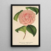 Camellia Mme de Cannart d'Hamal - Charles Antoine Lemaire — gerahmtes Bild an der Wand