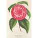 Reproduktion des Gemäldes Camellia Petazzi - Charles Antoine Lemaire