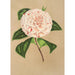 Reproduktion des Gemäldes Camellia Principessa Clotilde - Charles Antoine Lemaire