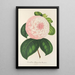 Reproduktion des Gemäldes Camellia Königin der Schönheiten - Charles Antoine Lemaire