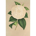 Camellia Sangalli - Charles Antoine Lemaire — Ansicht des Kunstwerks