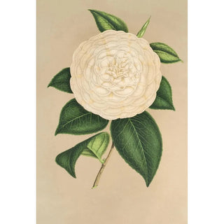 Charles Antoine Lemaire - Camellia Sangalli.webp
