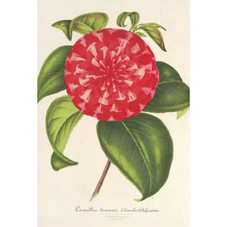 Charles Antoine Lemaire - Camellia Souvenir dEmile Defresne.webp