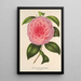 Reproduktion des Gemäldes Camellia Teresita Canzio Garibaldi - Charles Antoine Lemaire
