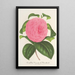 Reproduktion des Gemäldes Camellia Vicomte de Nieuland - Charles Antoine Lemaire