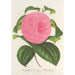 Reproduktion des Gemäldes Camellia Vicomte de Nieuland - Charles Antoine Lemaire