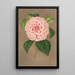 Reproduktion des Gemäldes Camellia Vittorio Emmanuele II - Charles Antoine Lemaire