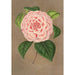 Reproduktion des Gemäldes Camellia Vittorio Emmanuele II - Charles Antoine Lemaire