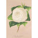 Reproduktion des Gemäldes Camellia alba ornatissima - Charles Antoine Lemaire
