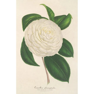 Charles Antoine Lemaire - Camellia planipetala.webp