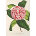 Reproduktion des Gemäldes Camellia tricolor imbricata plena - Charles Antoine Lemaire