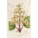 Catalpa Kaempferi - Charles Antoine Lemaire — Ansicht des Kunstwerks