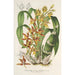 Reproduktion des Gemäldes Catasetum trimerochilum - Charles Antoine Lemaire