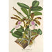 Reproduktion des Gemäldes Cattleya Aclandiae - Charles Antoine Lemaire