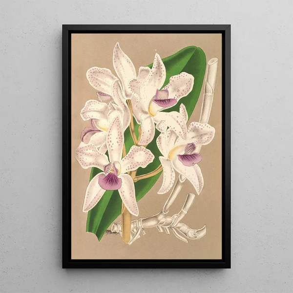 Charles Antoine Lemaire - Cattleya amethystoglossa.webp