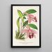 Cattleya pumila - Charles Antoine Lemaire — gerahmtes Bild an der Wand