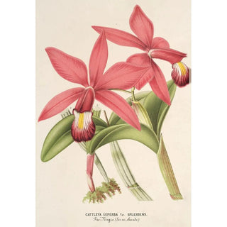 Charles Antoine Lemaire - Cattleya superba var splendens.webp