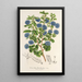 Reproduktion des Gemäldes Ceanothus floribundus - Charles Antoine Lemaire