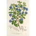 Reproduktion des Gemäldes Ceanothus floribundus - Charles Antoine Lemaire