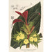 Centrosolenia bullata Episcia tessellata - Charles Antoine Lemaire — Ansicht des Kunstwerks