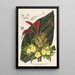 Centrosolenia bullata Episcia tessellata - Charles Antoine Lemaire — gerahmtes Bild an der Wand