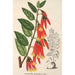 Ceratostema speciosum - Charles Antoine Lemaire — Ansicht des Kunstwerks