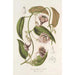 Ceropegia Gardneri Thwaites - Charles Antoine Lemaire — Ansicht des Kunstwerks