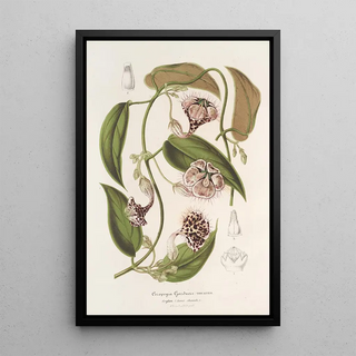 Charles Antoine Lemaire - Ceropegia Gardneri Thwaites.webp