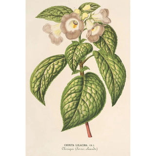 Charles Antoine Lemaire - Chirita lilacina.webp