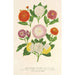 Chrysanthèmes d'automne variétés naines - Charles Antoine Lemaire — Ansicht des Kunstwerks