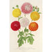 Chrysanthèmes des Gärten kleinen und frühen - Charles Antoine Lemaire — Ansicht des Kunstwerks