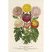 Reproduktion des Gemäldes Chrysanthèmes nains d'automne - Charles Antoine Lemaire