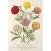 Chrysanthèmes nains précoces - Charles Antoine Lemaire — Ansicht des Kunstwerks