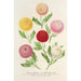 Chrysanthèmes nouvelles d'automne - Charles Antoine Lemaire — Ansicht des Kunstwerks