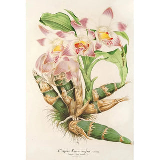 Charles Antoine Lemaire - Chysis Limmingbei.webp