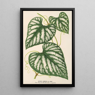 Charles Antoine Lemaire - Cissus Lindeni.webp