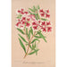 Clarkia pulchella var. marginata - Charles Antoine Lemaire — Ansicht des Kunstwerks