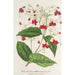Clerodendrum Thomson - Charles Antoine Lemaire — Ansicht des Kunstwerks