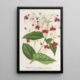 Charles Antoine Lemaire - Clerodendrum Thomson.webp