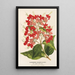 Reproduktion des Gemäldes Clerodendrum speciosum hybridum - Charles Antoine Lemaire
